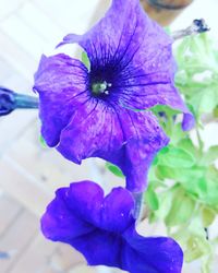 Close-up of purple flower blooming outdoors