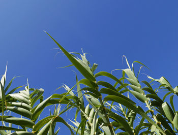 Low angle view of crops against clear blue sky