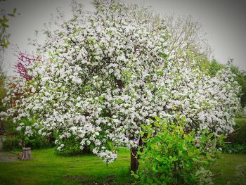 Flowers growing in field