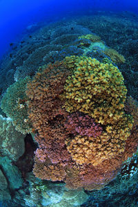 Close-up of coral in sea