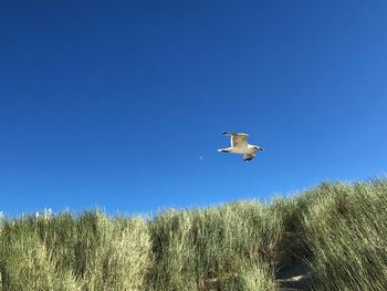 Low angle view of seagull flying in sky