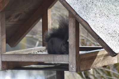 View of monkey in zoo