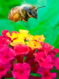 Close-up of bumblebee on flowers