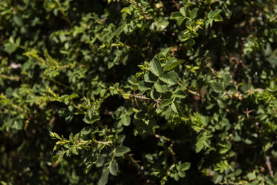 Close-up of plant