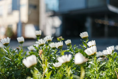 Close-up of white flowering plants on field