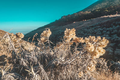 Plants on field against clear sky