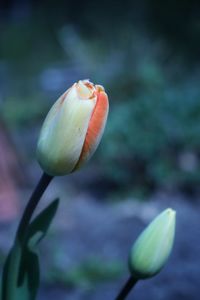 Close-up of tulip flower buds