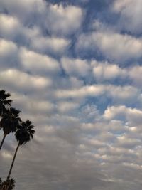 Low angle view of palm trees against sky