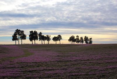 Trees on field against sky during sunset