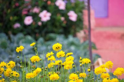 Close-up of yellow flowering plants on field