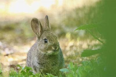 Close-up of rabbit