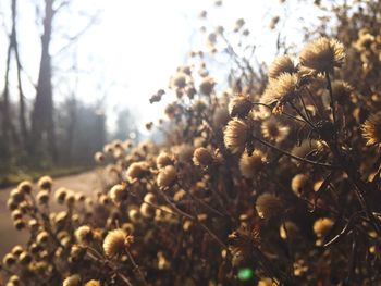 Close-up of plant against blurred background