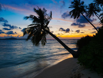 Silhouette palm trees on beach against sky during sunset