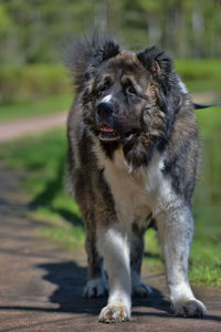 Portrait of dog looking away outdoors