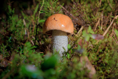 Close-up of mushroom growing on field