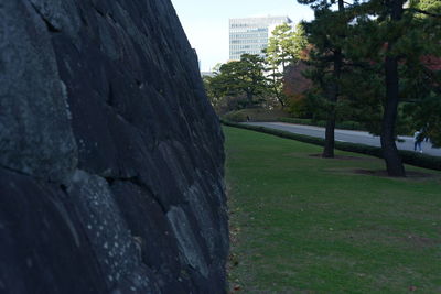 Trees growing by wall against clear sky