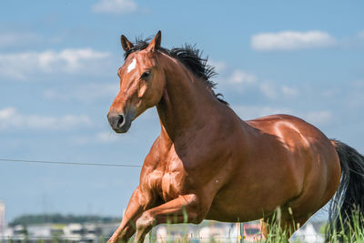 Horse standing against sky