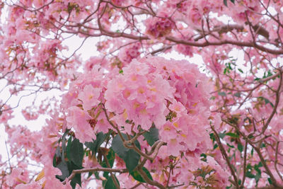 Low angle view of pink cherry blossoms in spring