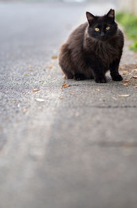 Portrait of cat sitting on road