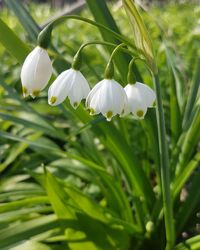 Close-up of white flowering plant