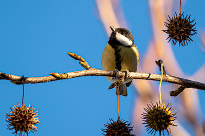 Low angle view of birds perching on tree