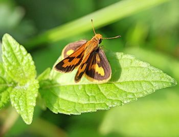 Close-up of butterfly on leaf