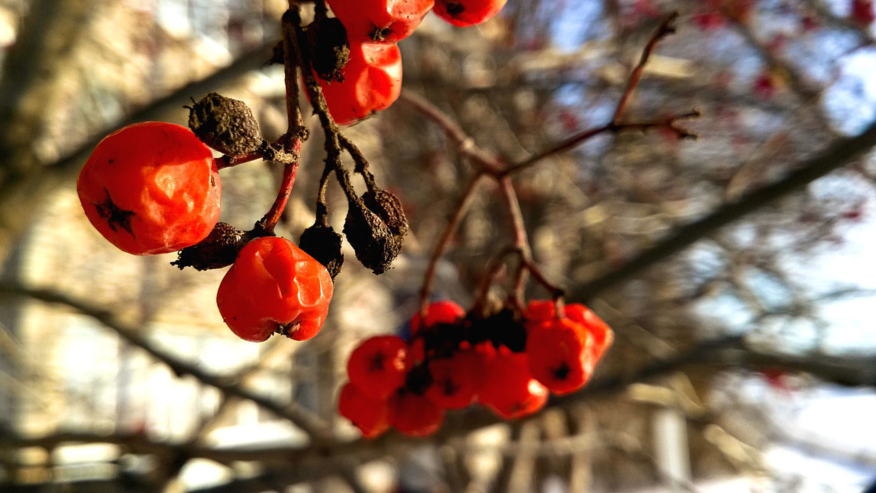 CLOSE-UP OF RED BERRIES ON BRANCH