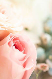 Close-up of rose bouquet