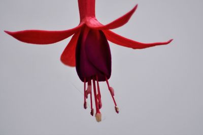 Close-up of flowers over white background