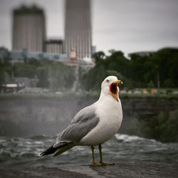 Close-up of seagull perching on a water