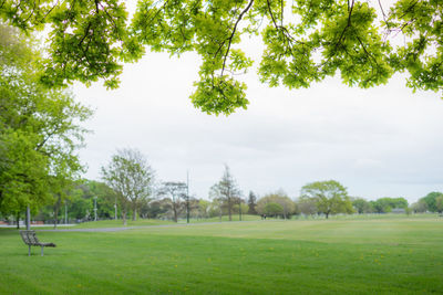 Trees on field in park against sky