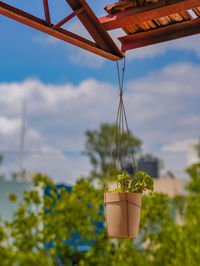 Selective focus on a potted plant 