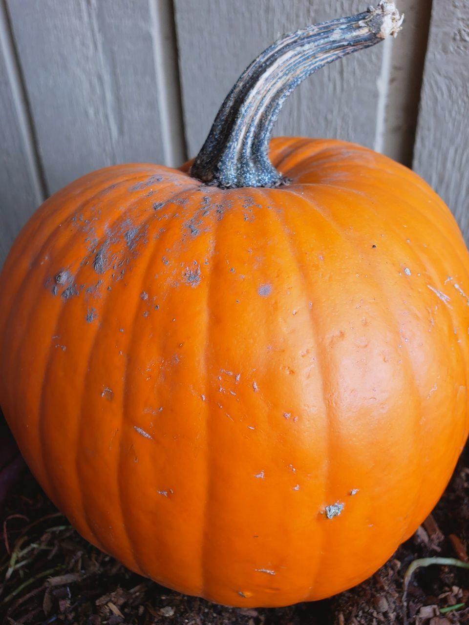 HIGH ANGLE VIEW OF PUMPKIN ON ORANGE DURING HALLOWEEN