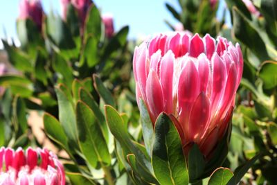 Close-up of pink tulips