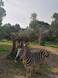 Zebras in a field