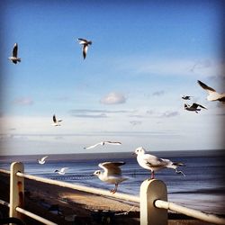 Seagulls flying over beach