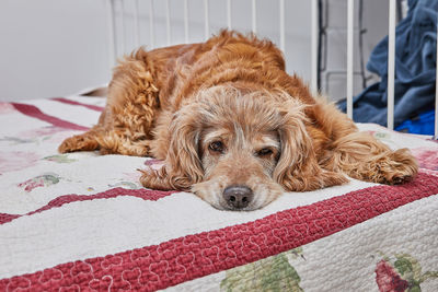 Close-up of dog