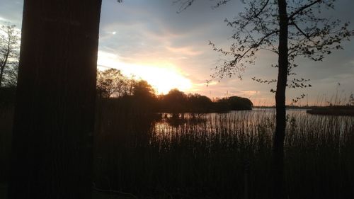 Silhouette trees by lake against sky during sunset