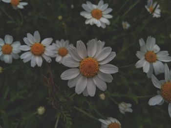 Close-up of white daisy flowers