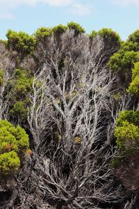 Low angle view of trees in forest against sky