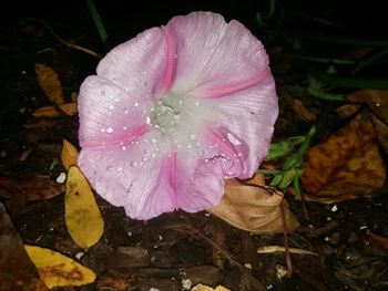 Close-up of pink flowers