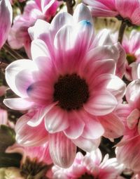 Close-up of pink flowers