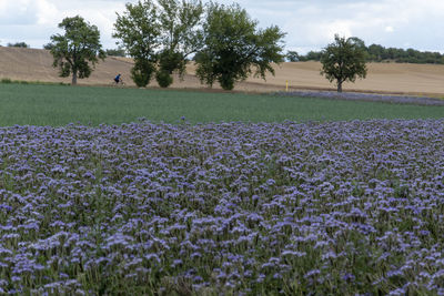 View of flowering plants growing on field