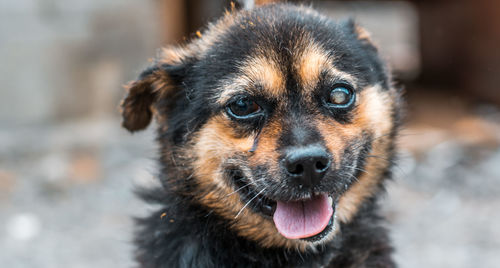 Close-up portrait of dog