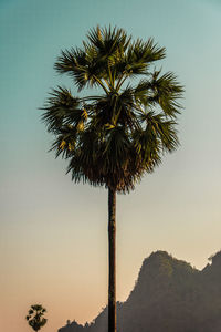 Low angle view of coconut palm tree against clear sky