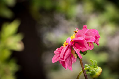 Close-up of pink rose flower