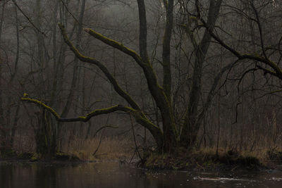 Bare tree by river in forest