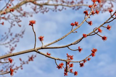 Low angle view of cherry blossom against sky