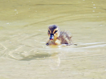 Duck swimming in lake