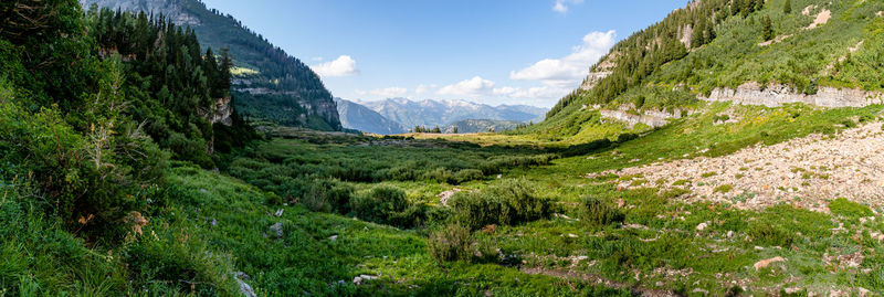 Panoramic shot of trees on landscape against sky